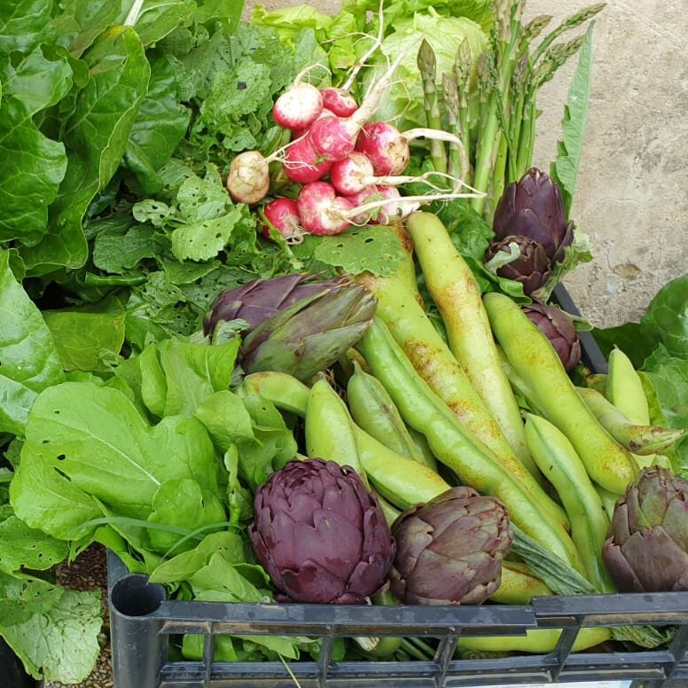 A crate of freshly harvested spring vegetables including lettuces, purple artichokes, big lava bean pods, radishes, asparagus, and cabbage.