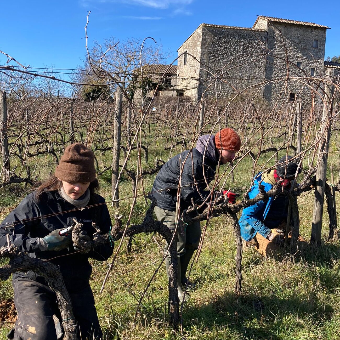 Three people bundled in cold weather gear, pruning bare vineyard plants. An old building and blue sky fill the background behind the vineyard.