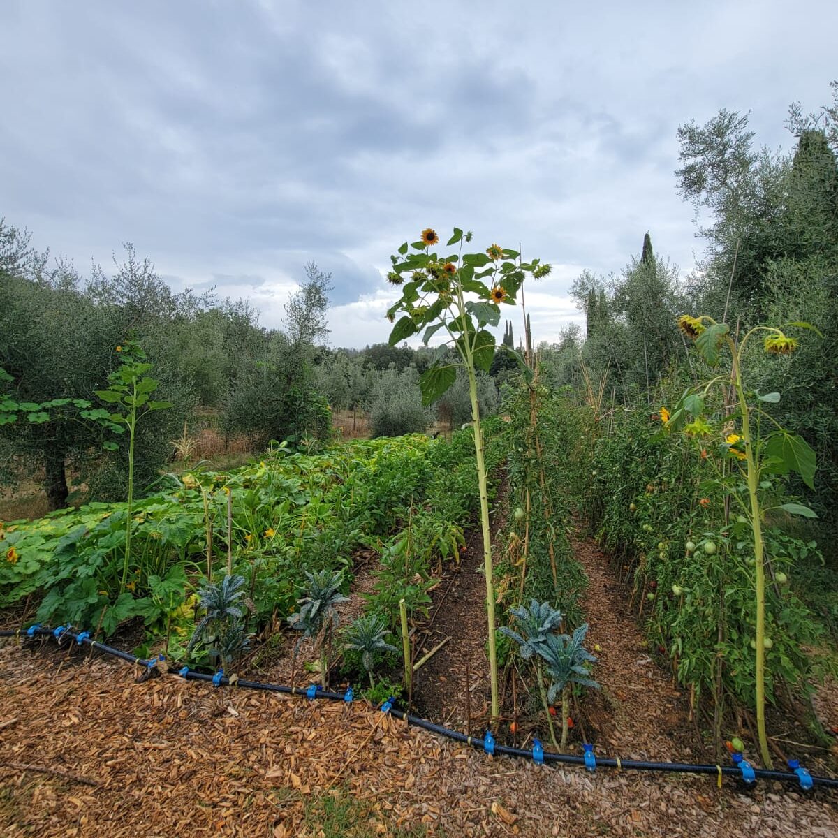 Rows of vegetables in the garden, with irrigation lines and mulch in the foreground and a grey cloudy sky in the background.