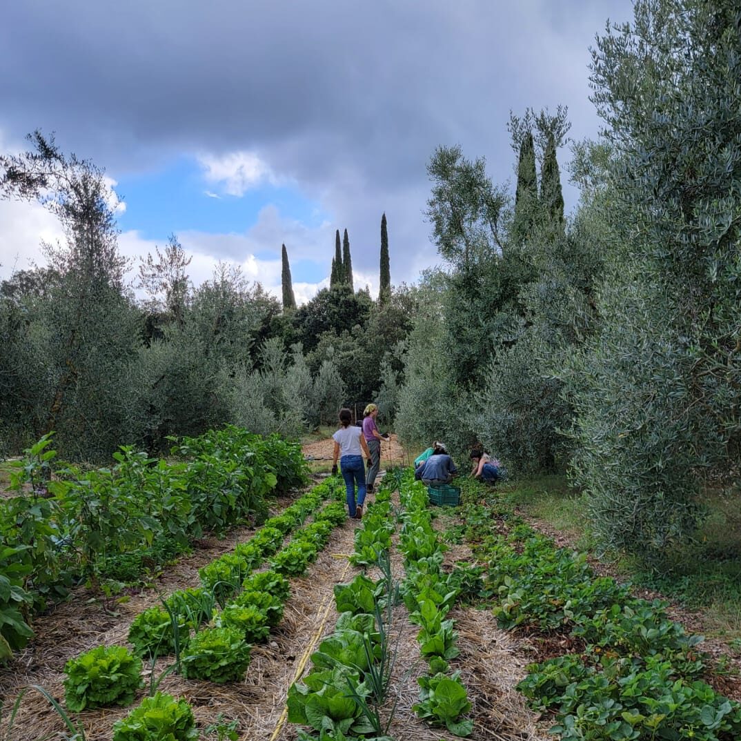 Rows of leafy vegetables surrounded by olive and cypress trees. Several people are at the end of the row working, either squatting down or standing with their back to the camera. The sky is blue and contains gray clouds.