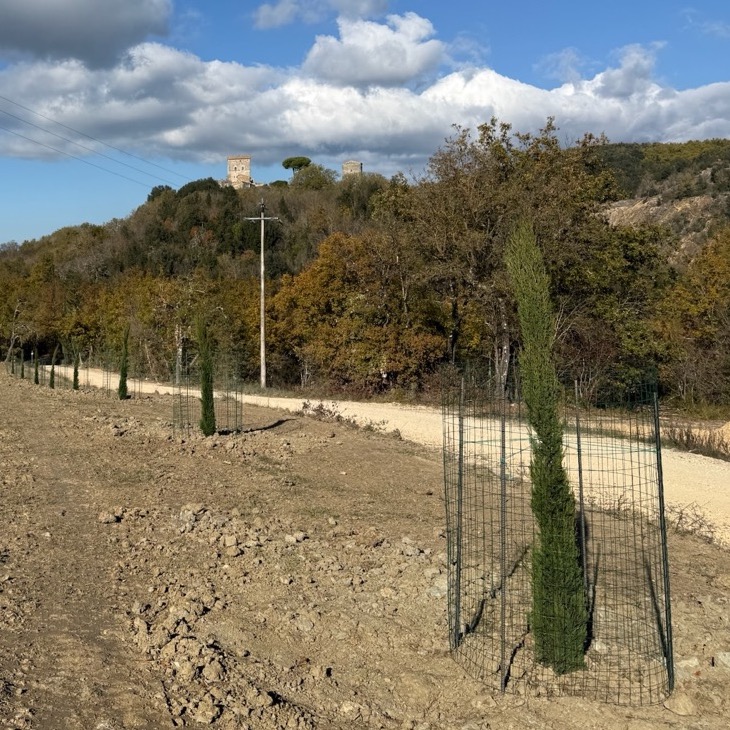 Newly planted, small cypress trees in a line with a dirt driveway behind them.