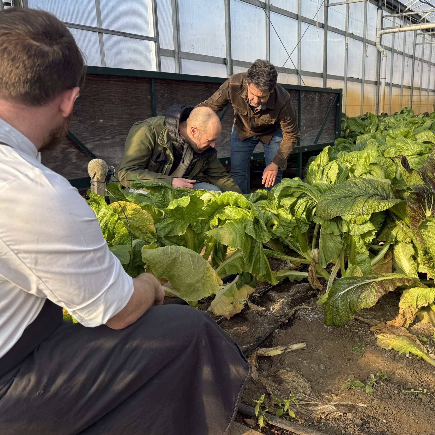 Three men squat or bend over leafy greens growing in a large greenhouse.