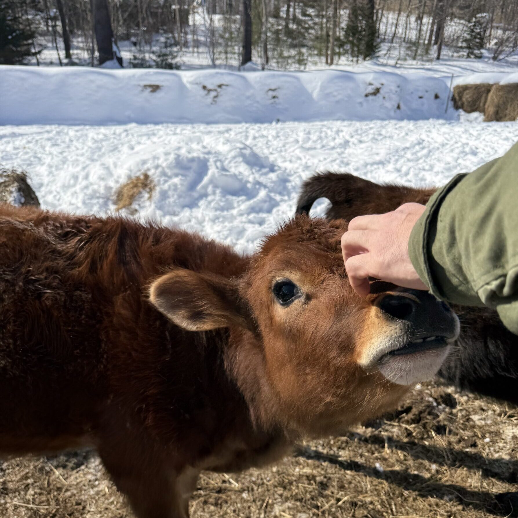 A young brown cow standing outside in a mix of hay and snow looks toward the camera as a hand reaches out and scratches its nose.