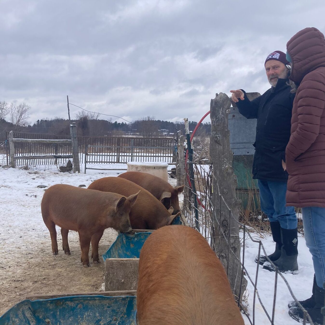 Brown pigs gather at feeding troughs while two people stand, looking at the pigs.